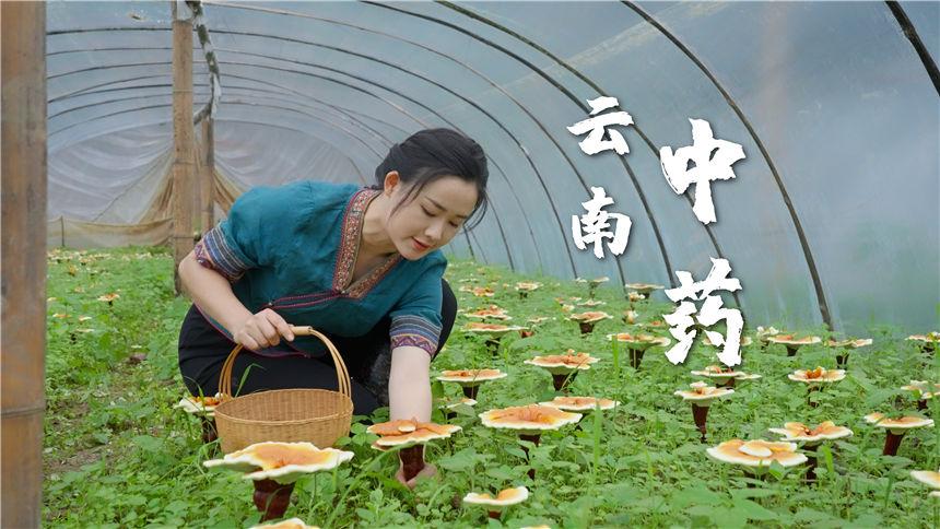 云南深山里的“药精灵”
